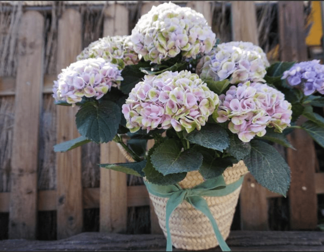hortensias-flores-anuales