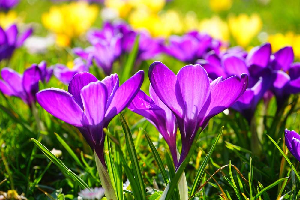 Flores-comestibles_-violetas