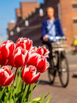 ¿Por qué son famosas las flores de Holanda?